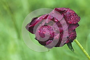 A burgundy peony with raindrops on its petals.