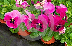 Burgundy pink pansies in flower pots in a greenhouse.