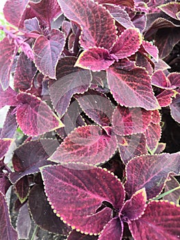 Burgundy purple leaves of a garden plant in summer in nature. Wallpapers