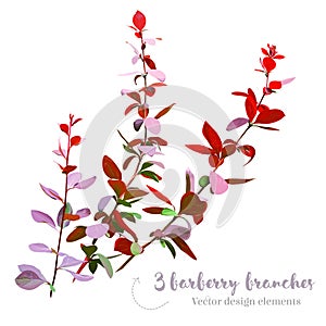 Burgundy red barberry branches vector collection