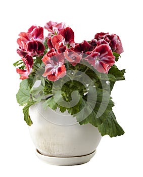 Burgundy red flower pelargonium in a clay pot