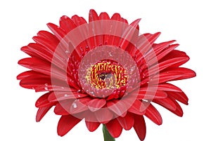 Burgundy red gerber daisy isolated on white