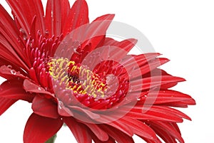 Burgundy red gerber daisy isolated on white