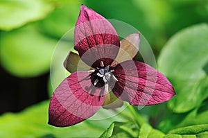 Burgundy red Stinking Benjamin, Trillium erectum