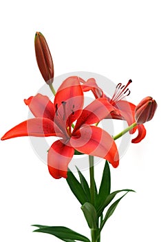 Burgundy red tiger lily isolated on white