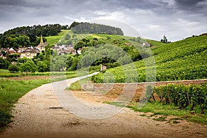 Burgundy. Road in the vineyards leading to the village of Pernand-Vergelesses in CÃ´te de Beaune. France