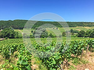 Burgundy - Scenic view of stunning vineyard near Chateau de Rully in Burgundy, France. Cote d\'Or, Burgundy wine region