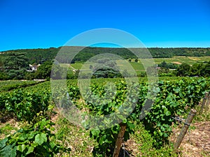 Burgundy - Scenic view of stunning vineyard near Chateau de Rully in Burgundy, France. Cote d\'Or, Burgundy wine region