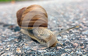 Burgundy snail