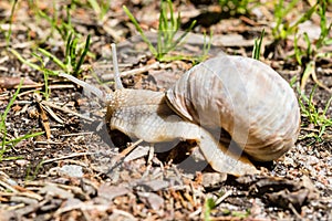 Burgundy snail