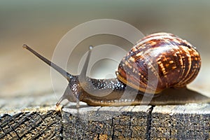 Burgundy snail aka Helix pomatia