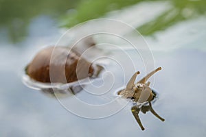 Burgundy snail bathtime