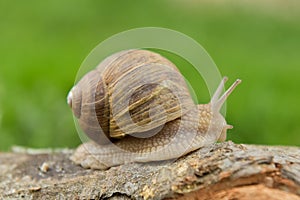 Burgundy snail on a branch