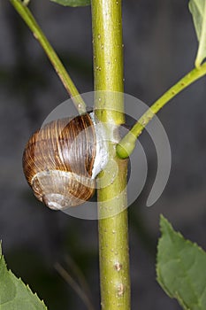 Burgundy snail climbs the branch