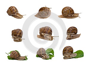 Burgundy snail collage