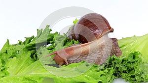 Burgundy snail eating a lettuce leaf