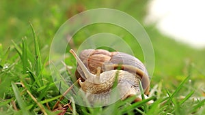 Burgundy snail (Helix pomatia)