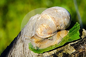 Burgundy snail (helix pomatia)