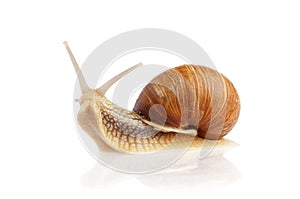 Burgundy snail (Helix pomatia)