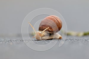 Burgundy snail (Helix pomatia)