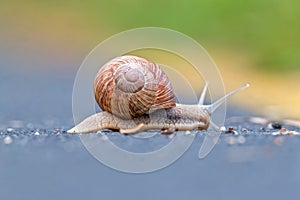 Burgundy snail (Helix pomatia)