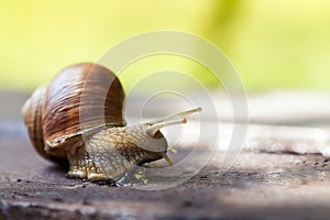 Burgundy snail Helix pomatia