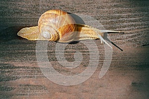 Burgundy snail Helix pomatia