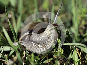 Burgundy snail - Helix pomatia is also a Roman snail