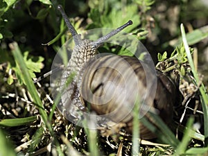Burgundy snail - Helix pomatia is also a Roman snail