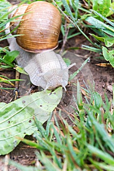 Burgundy snail Helix pomatia crawel through grass