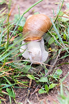 Burgundy snail Helix pomatia crawel through grass