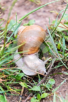 Burgundy snail Helix pomatia crawel through grass