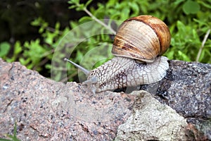 Burgundy snail Helix pomatia or escargot in natural environment