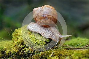 Burgundy snail Helix pomatia on forest floor with moss