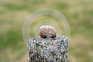 Burgundy snail (Helix pomatia) in a shell on top of an old wooden pole