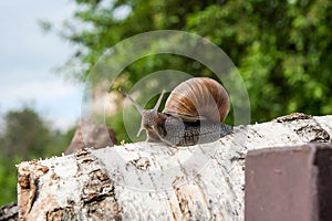 Burgundy snail Helix, Roman snail, edible snail, escargot craw