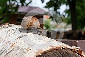 Burgundy snail Helix, Roman snail, edible snail, escargot craw