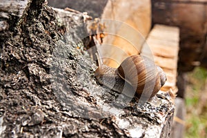 Burgundy snail Helix, Roman snail, edible snail, escargot craw