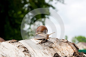 Burgundy snail Helix, Roman snail, edible snail, escargot craw