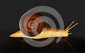 Burgundy Snail Isolate ondark Background with Clipping Path.