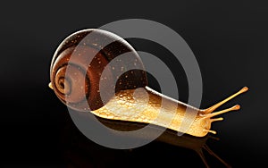 Burgundy Snail Isolate ondark Background with Clipping Path.