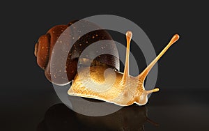 Burgundy Snail Isolate ondark Background with Clipping Path. photo
