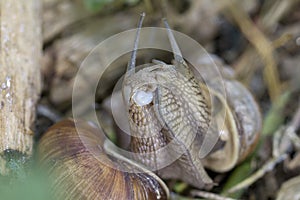 Burgundy snail, Roman snail, edible snail or escargot