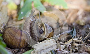 Burgundy snail, Roman snail, edible snail or escargot