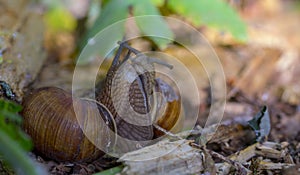 Burgundy snail, Roman snail, edible snail or escargot