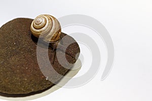 Burgundy snails closeup on a stone, on a white background.