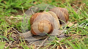 Burgundy snails (Helix pomatia)