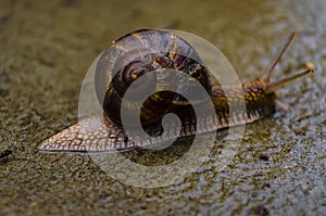 Burgundy snails Helix pomatia closeup, with homogeneous blurred grey background. Helix pomatia - edible snail, macro. After the