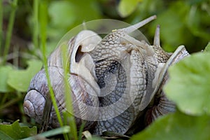 Burgundy Snails Mating (Helix Pomatia)
