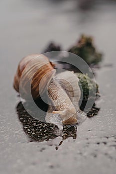 Burgundy snails o helix pomatia closeup, with homogeneous blurred background in rainy weather. Edible snail, a large snail common
